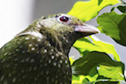 Green Catbird (Ailuroedus crassirostris)